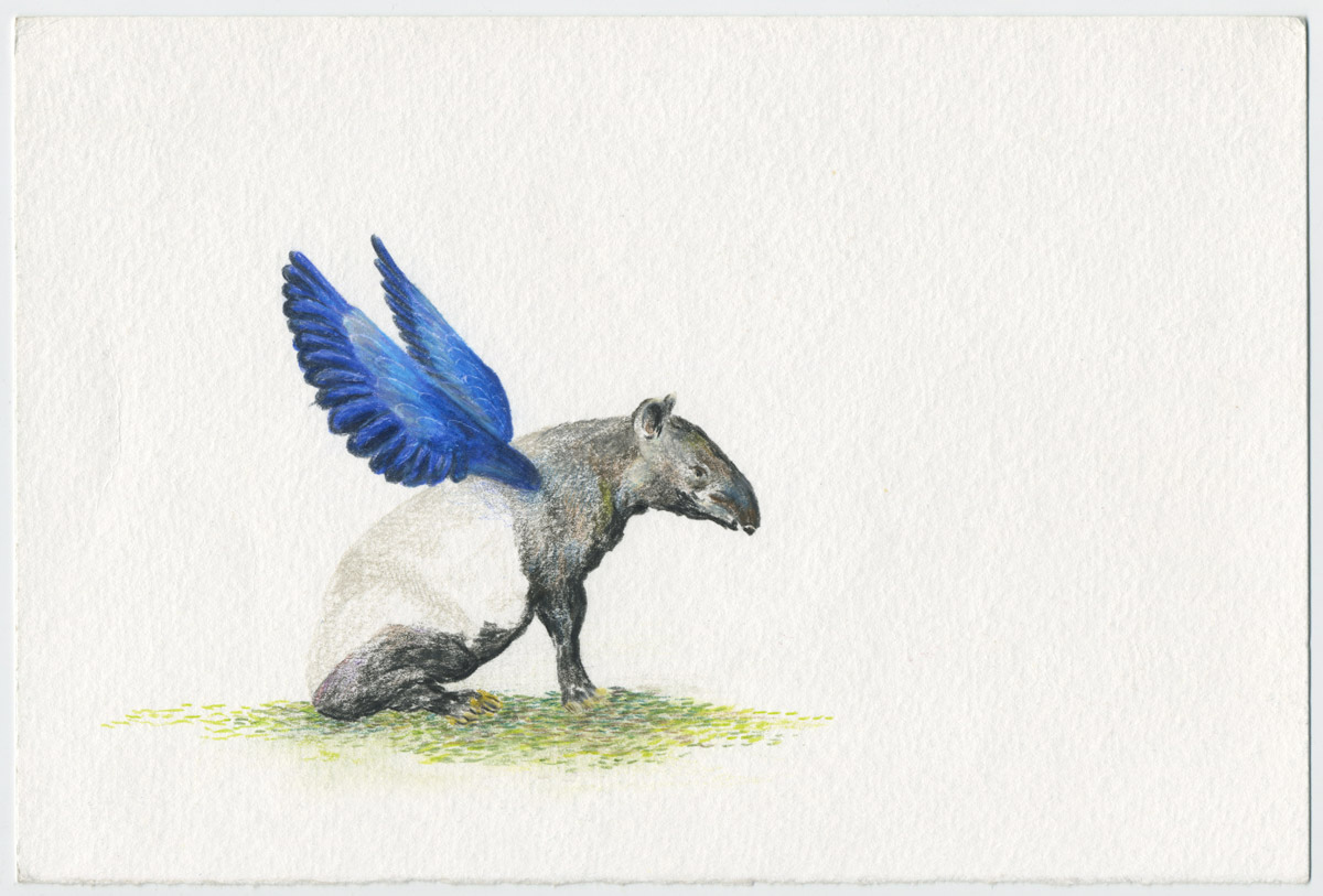 Alutus tapirus