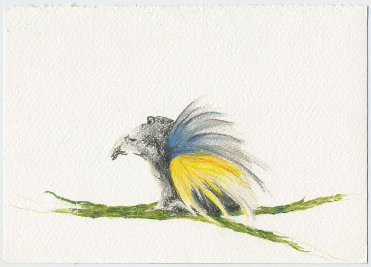 Alutus tapirus