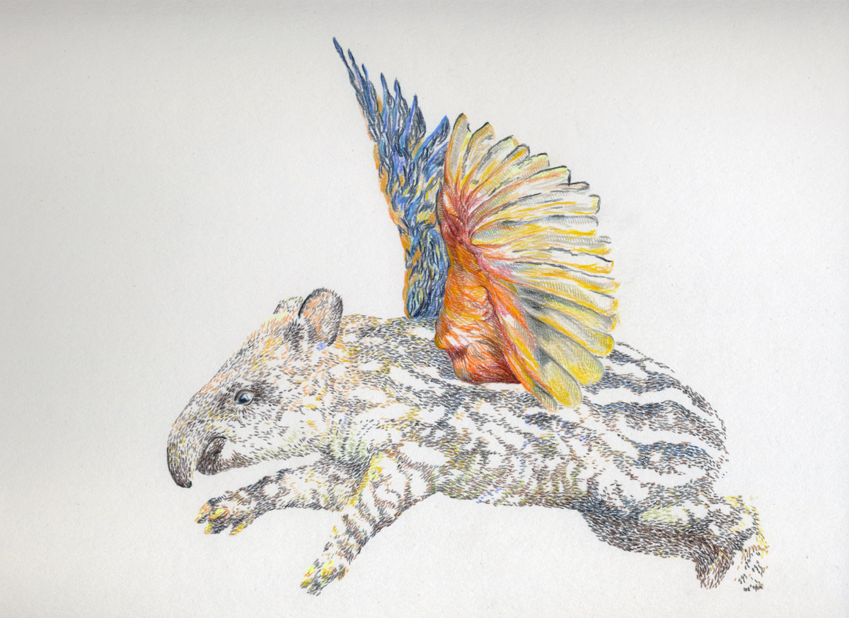 Alutus tapirus